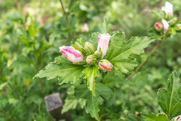 Garteneibisch - Hibiskus © Mathias Karner