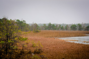 Heide moor lake side