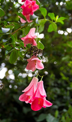 Chilenische Wachsglocke © E. Schittenhelm