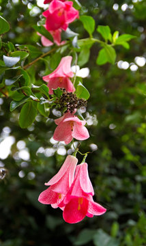 Chilenische Wachsglocke