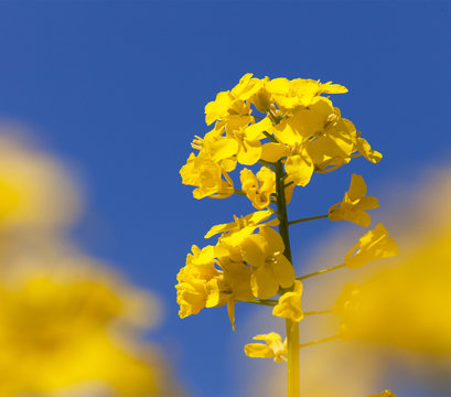 detail of flowering rapeseed field, canola or colza