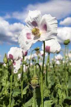 Detail of flowering opium poppy, poppy field