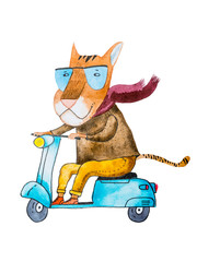 Watercolor drawing of cartoon tiger wearing trendy hipster clothes riding a motorbike isolated on white background