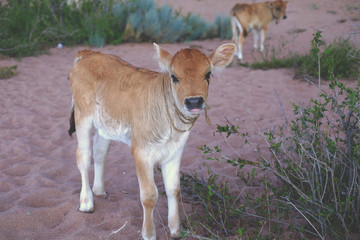 Young bull-calf, cow