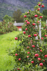 Apple tree Lofthus