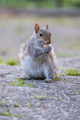 Gray squirrel eating nut