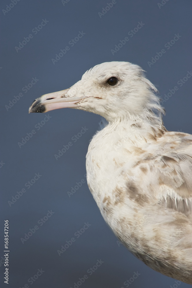 Wall mural california gull (larus californicus) 1st winter bird, closeup