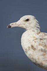 California Gull (Larus californicus) 1st winter bird, closeup