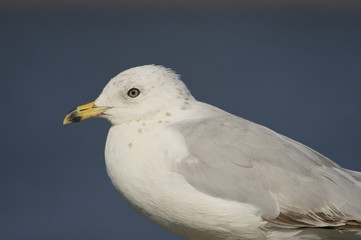 Ringed-billed Gull (Larus delawarnsis)