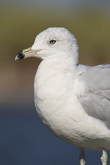 Ringed-billed Gull (Larus delawarnsis)