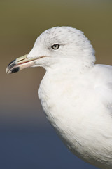 Ringed-billed Gull (Larus delawarnsis)