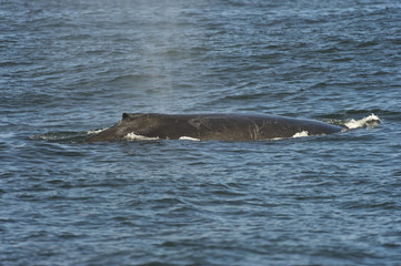 Fototapeta premium Humpback whale (Megaptera novaeangliae) off the coast of California