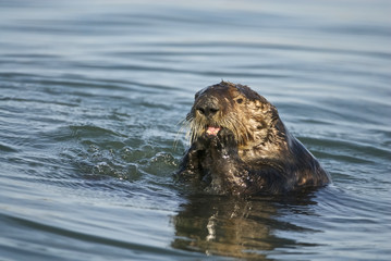 Obraz premium sea otter (Enhydra lutris)