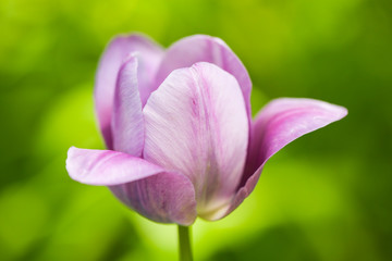 Close Up Purple Tulip Flower