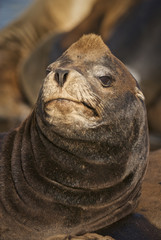California Sealion (Zalophus californianus)