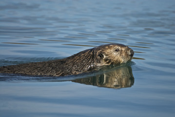 sea otter (Enhydra lutris)