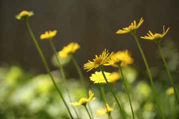Yellow Wildflowers In My Home Garden
