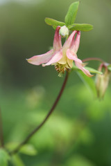 Beautiful Columbine Flower In My Garden