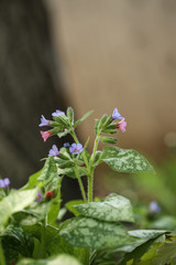 Lungwort Flowers and Tree Trunk In My Garden