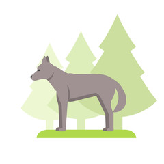 Image of wolf on white background