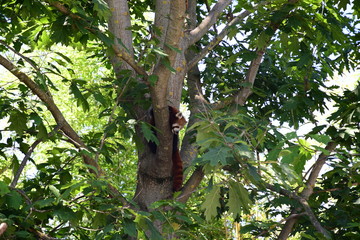 Panda minore (Ailurus fulgens)
