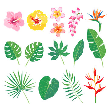 Set of tropical leaves and flowers isolated on white background