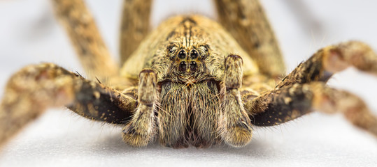 Aranha close up.