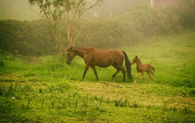 Obraz na płótnie Canvas Mother and son Horses