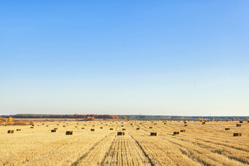 Fototapeta premium Bales of hay scattered around on field