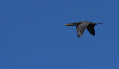 Double crested Cormorant in flight
