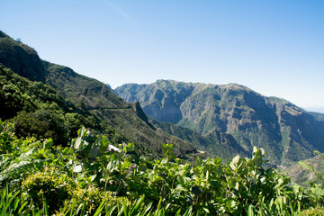 flora and flowers in the valley of the center of volcanism of san vicente in madeira