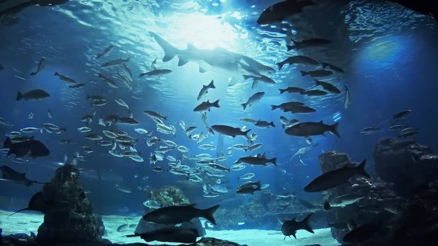 Beautiful fish oceanarium, deep underwater world panoramic view, different water animal species swimming in large Barcelona aquarium, sea scene view with natural light rays, shining through the water.