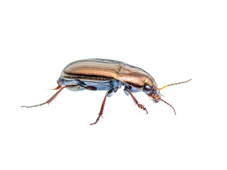 Selatosomus Aeneus Click Beetle Insect Isolated on White