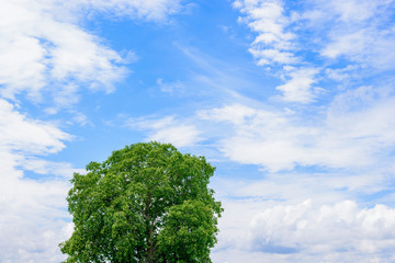 Obraz premium 胡桃の木と青空と雲