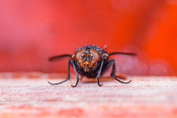 Diptera Meat Fly Insect on Red Background