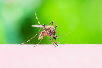 Malaria or Zika Virus Infected Mosquito Insect Bite on Green Background