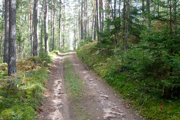 View of the forest road in the sunny day