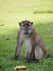 Male Macaque