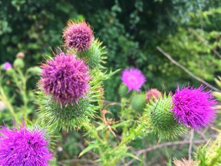Close-up of Purple Thistle Flowers