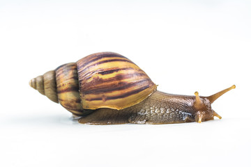 snails on white background