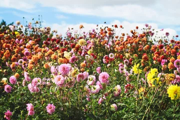 Foto auf Acrylglas Dahlienfeld in voller Blüte mit einem Regenbogen von Farben © Karynf