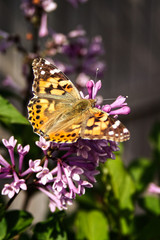 Painted lady butterfly sipping nectar from lilac blossoms