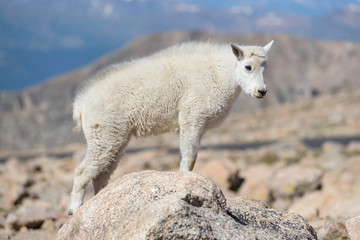 Mountain Goats in the Colorado Rocky Mountains