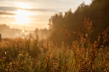 Sunset over the forest glade © alexkazachok