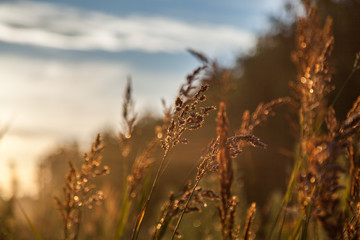 Fototapeta premium Sunset over the forest glade