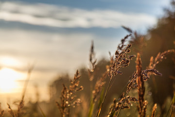 Fototapeta premium Sunset over the forest glade