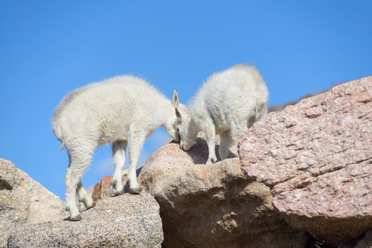 Baby Mountain Goat - Mountain Goats in the Colorado Rocky Mountains