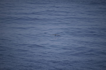 Fototapeta premium カツオドリ