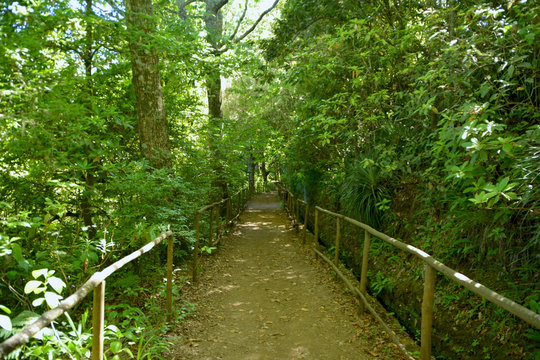 Wooded road in natural park das queimadas  on the island of madeira