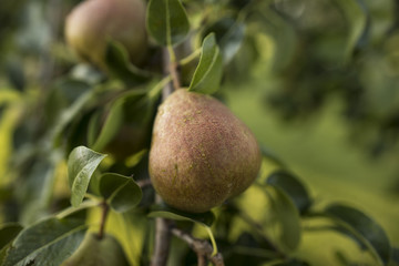 pear